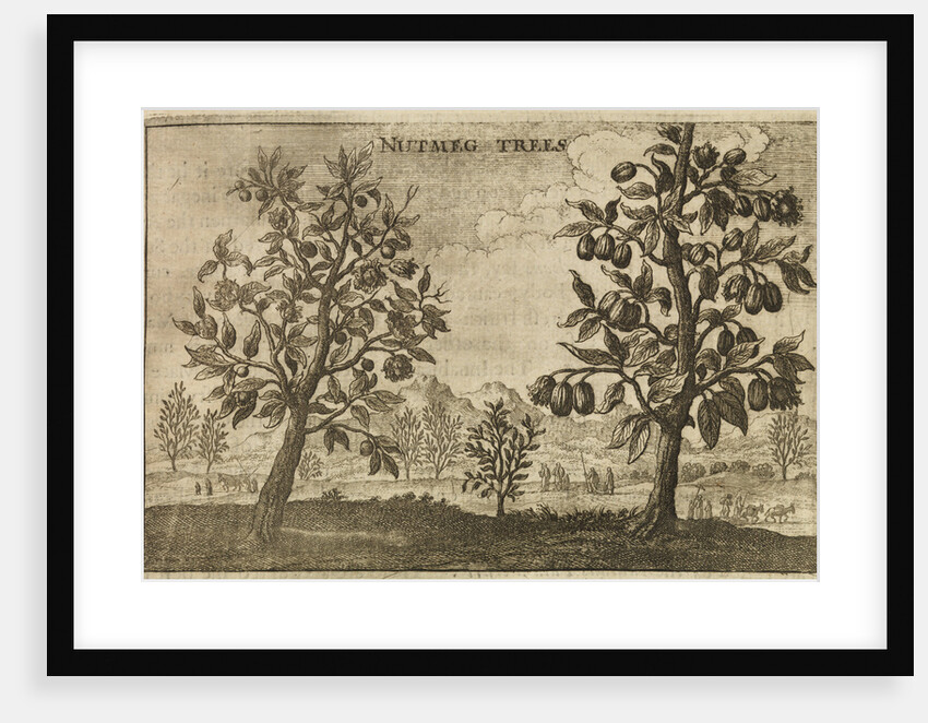 'Nutmeg Trees' by Wenceslaus Hollar