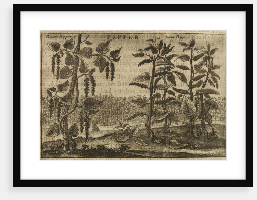 'Pepper' by Wenceslaus Hollar