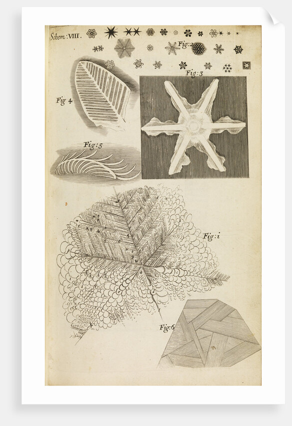 Microscopic view of frozen figures by Robert Hooke