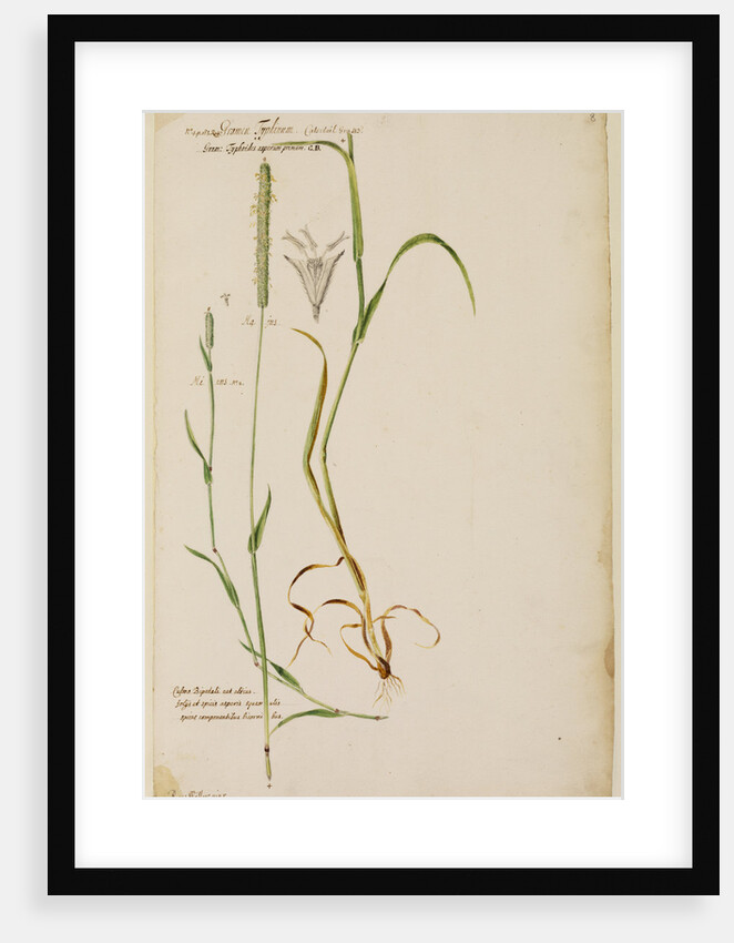 Cat's tail grass by Richard Waller
