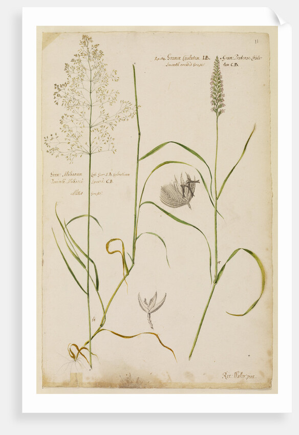 Millet grass and smooth crested grass by Richard Waller