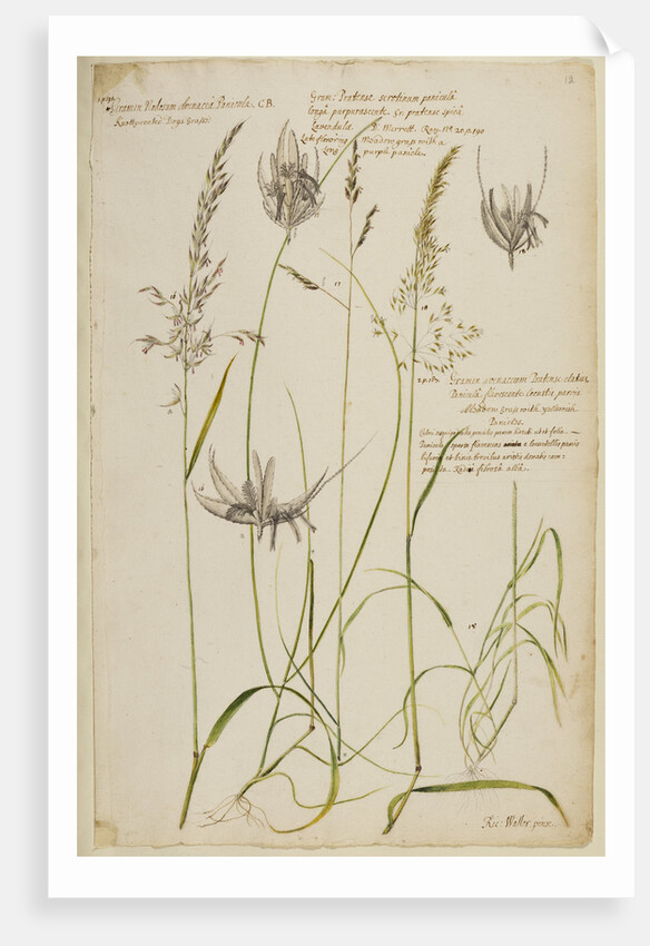 Knotty-rooted dog's grass and meadow grass by Richard Waller