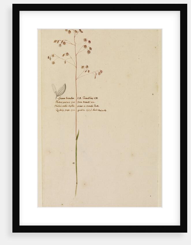 Quaking grass or Lady's hair by Richard Waller