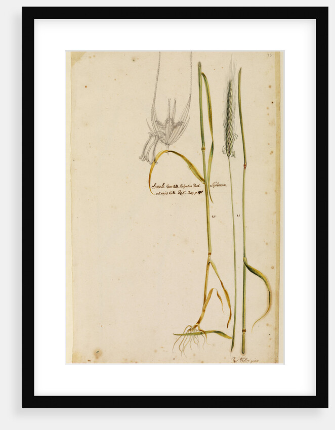 Rye by Richard Waller