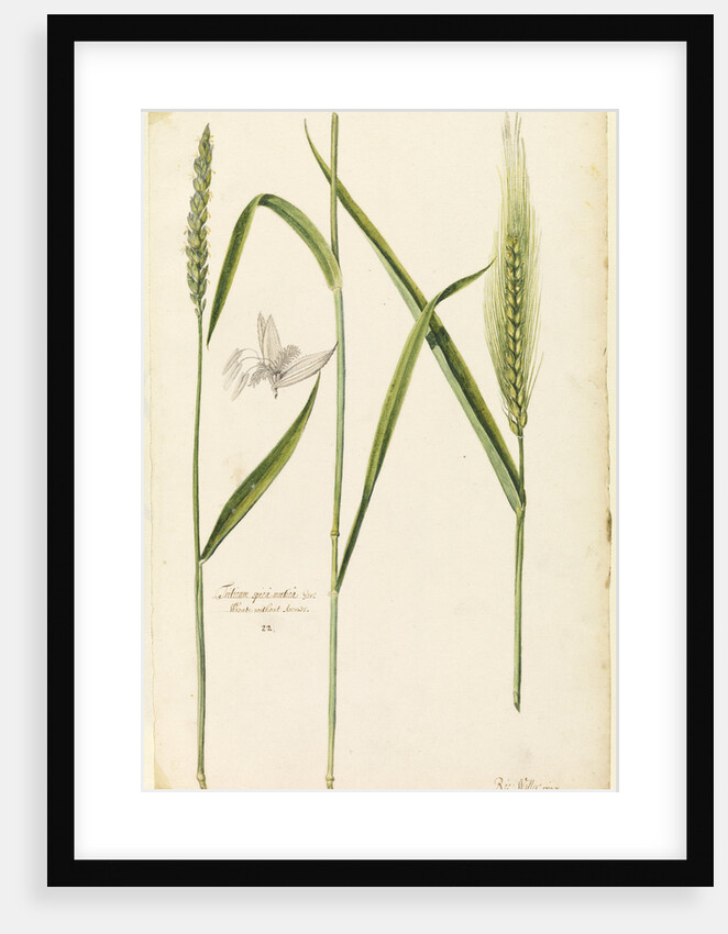 White wheat by Richard Waller