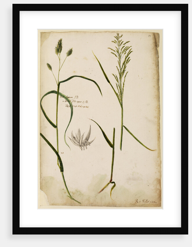 Rough grass by Richard Waller