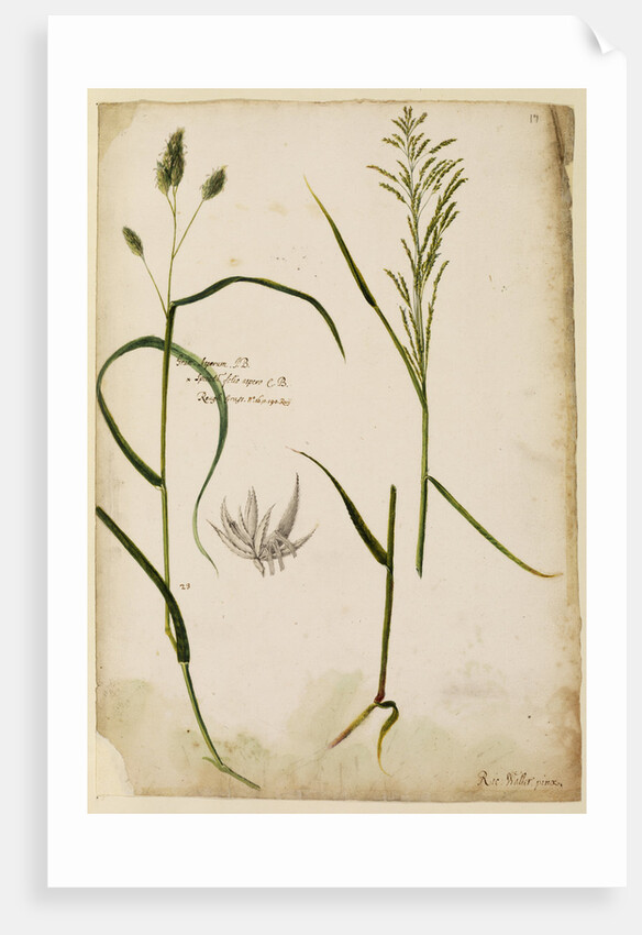 Rough grass by Richard Waller