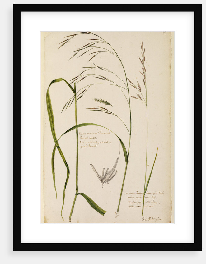 Bush or wood oat grass and meadow grass by Richard Waller