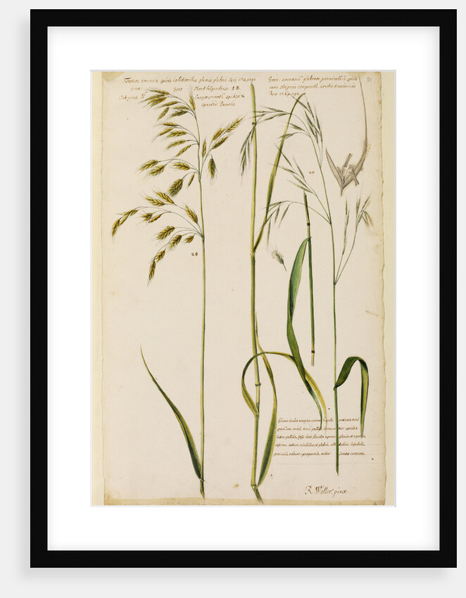 Oat grass with smooth spikes & sparsed panicles by Richard Waller