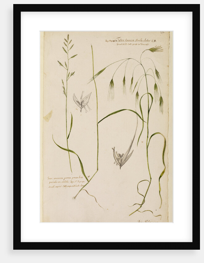 Small supine oat grass and great wild oat grass by Richard Waller