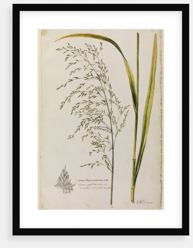 Great water reed grass by Richard Waller