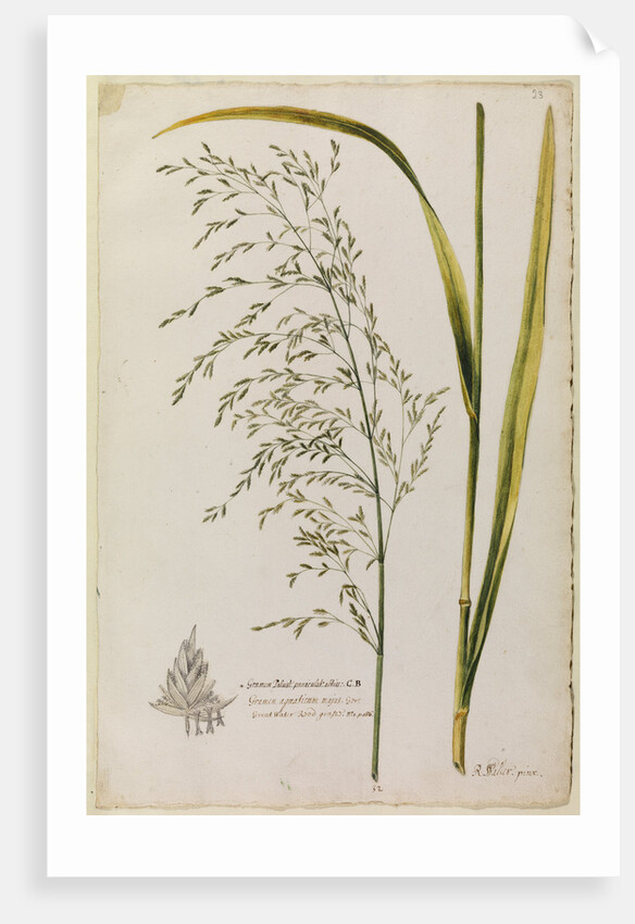 Great water reed grass by Richard Waller