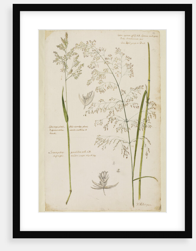 Soft tufted meadow grass and corn reed grass by Richard Waller