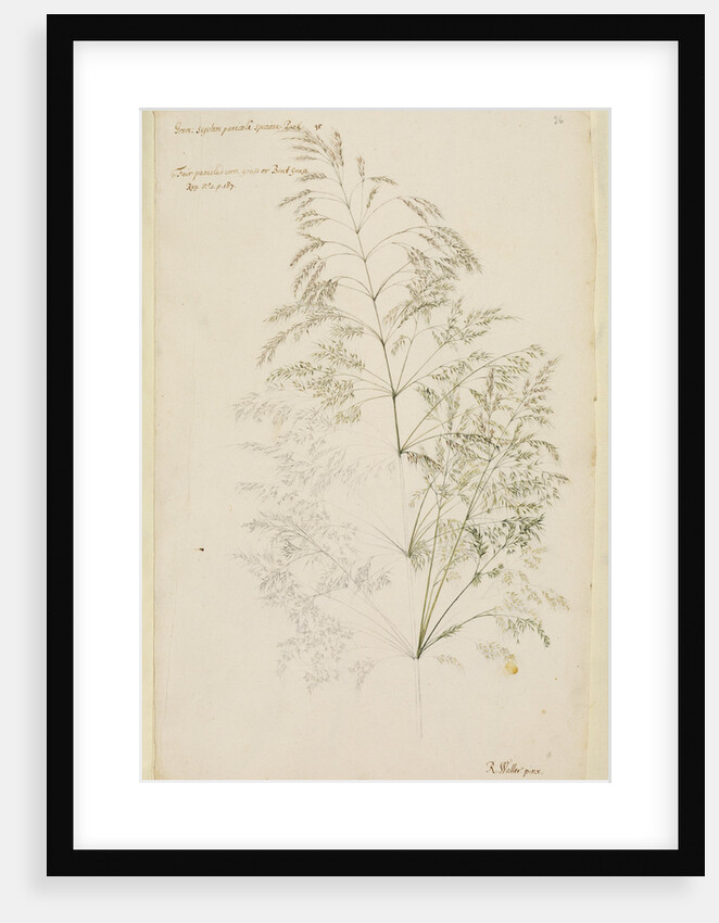 Fair panicled corn grass, or bent grass by Richard Waller