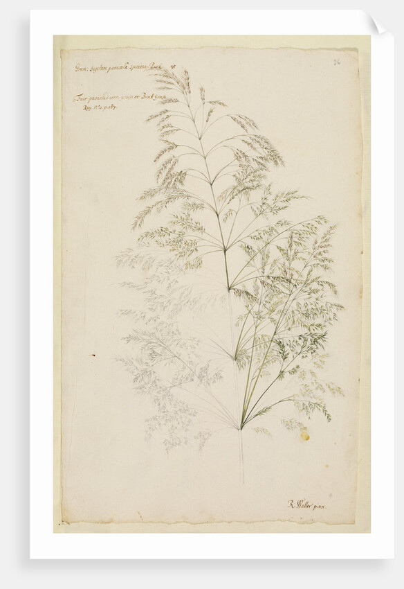 Fair panicled corn grass, or bent grass by Richard Waller