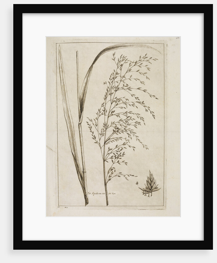 Reed or water meadow grass by Richard Waller