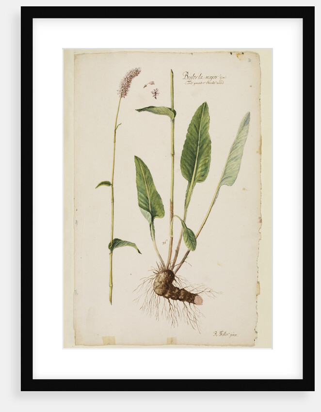 Greater snake weed by Richard Waller