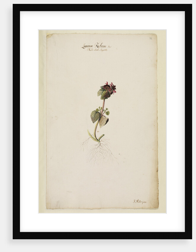 Red archangel or dead nettle by Richard Waller