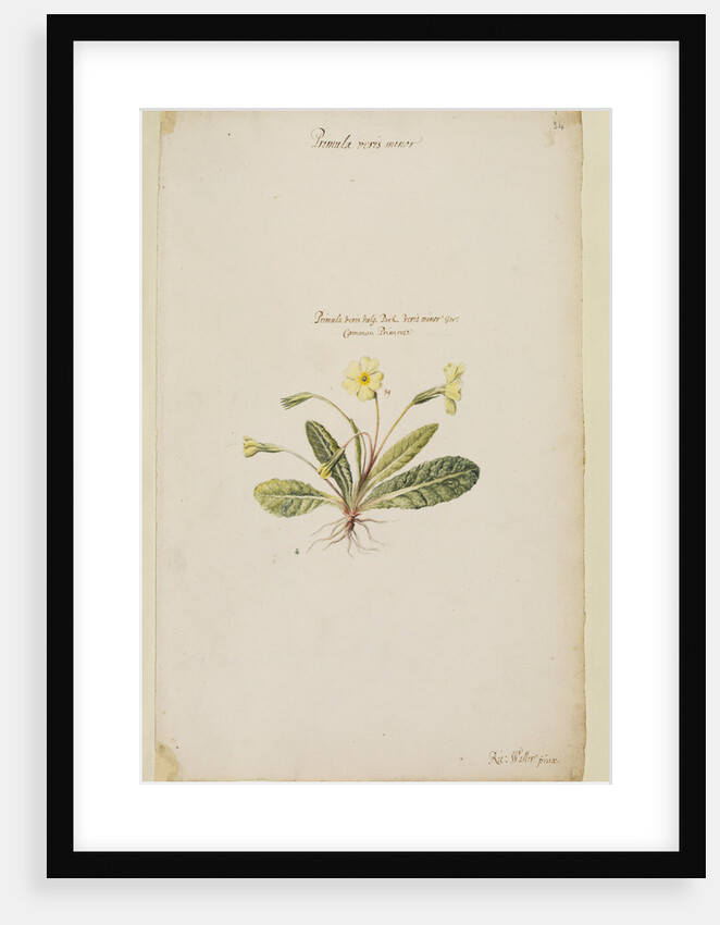 Common primrose by Richard Waller