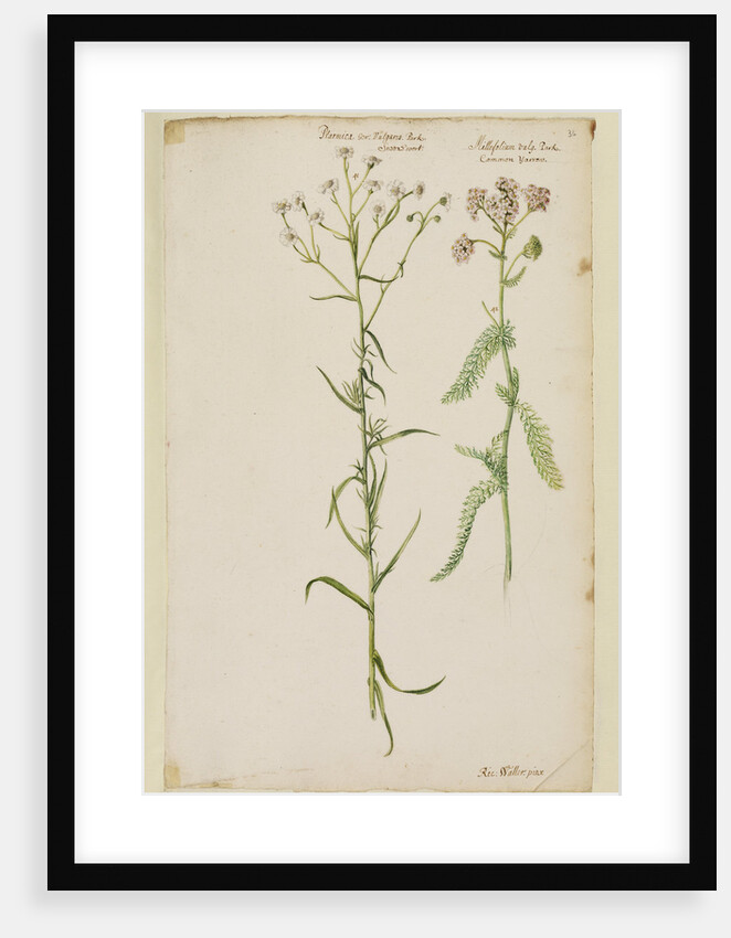 Sneezewort and common yarrow by Richard Waller