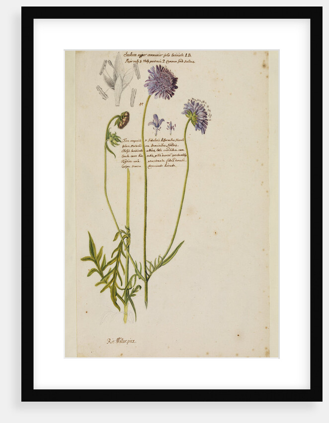 Common field scabious by Richard Waller