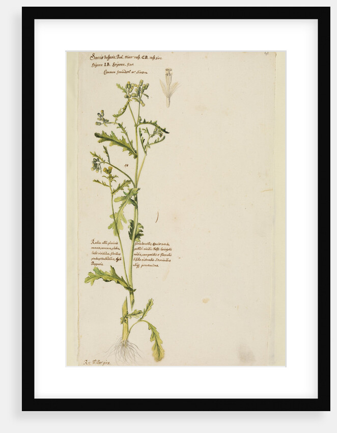 Common groundsel or simson by Richard Waller