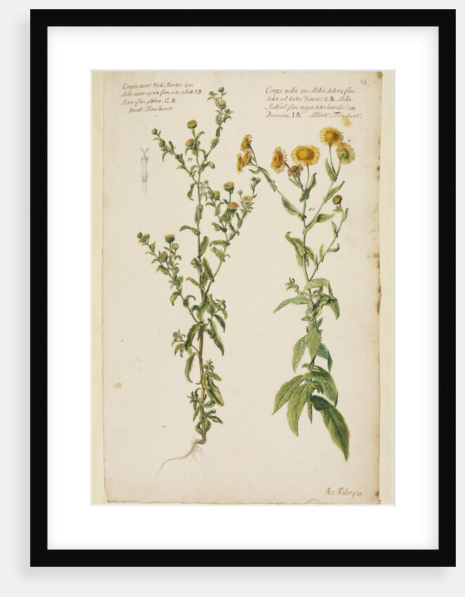 Small and middle flea-bane by Richard Waller