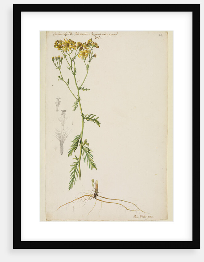 Ragwort with narrow leaf by Richard Waller