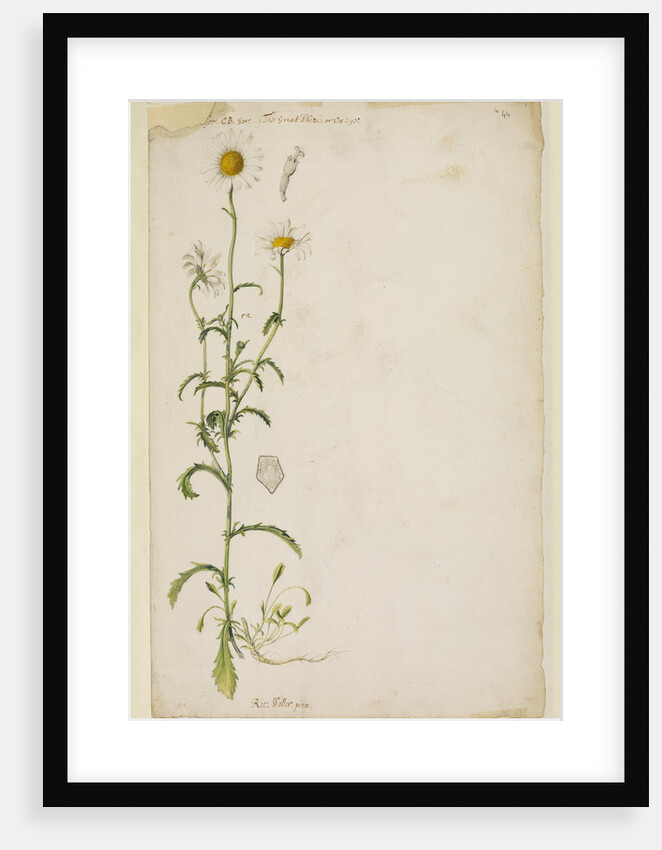 Ox-eye daisy by Richard Waller