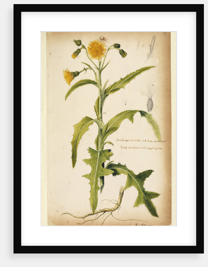 Prickly sow-thistle with jagged leaves by Richard Waller
