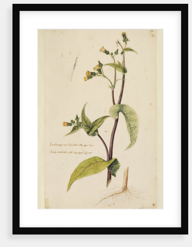 Prickly sow-thistle with less jagged leaves by Richard Waller