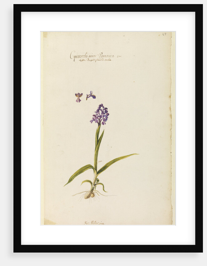 Little purple flowered orchid by Richard Waller