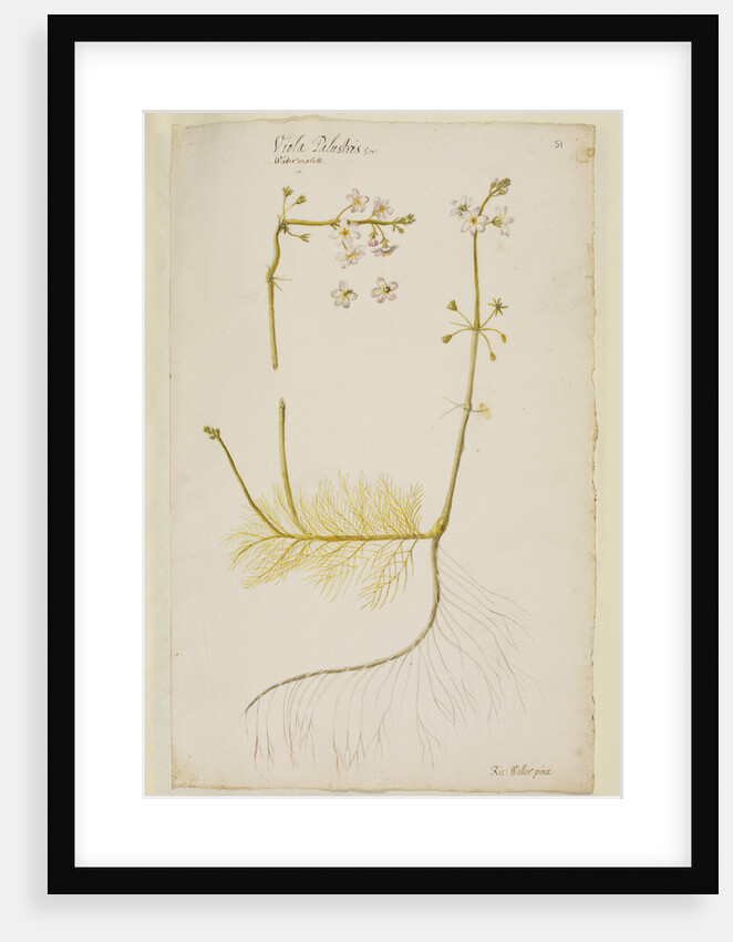 Water violet by Richard Waller