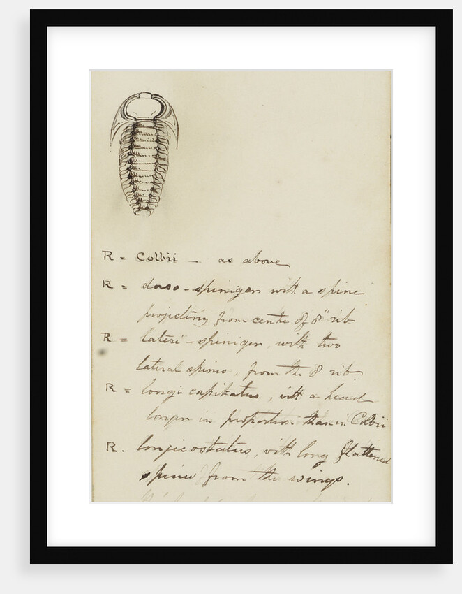 Remopleurides, genus of trilobite by Henry James