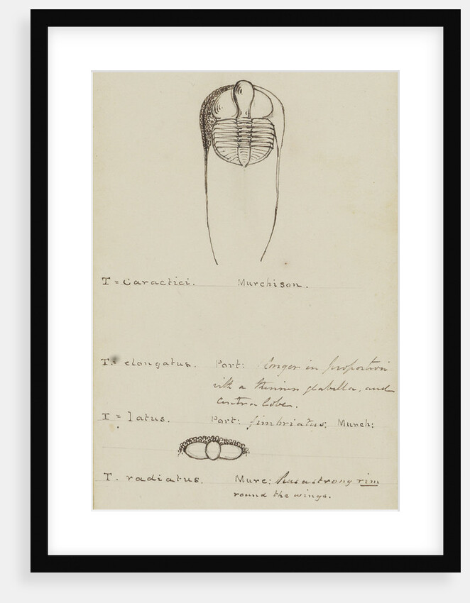 Trinucleus, genus of trilobite by Henry James