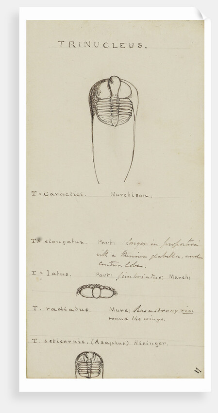 Trinucleus, genus of trilobite by Henry James