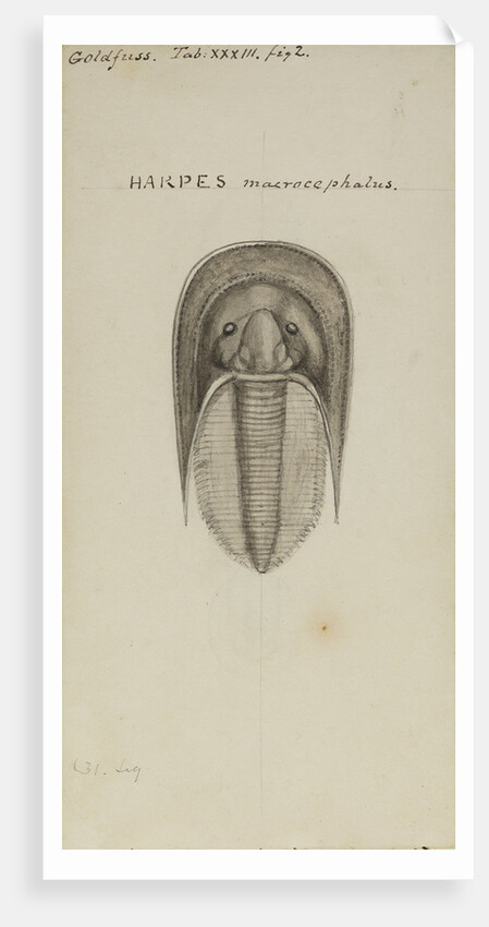 Harpes macrocephalus, species of trilobite by Henry James