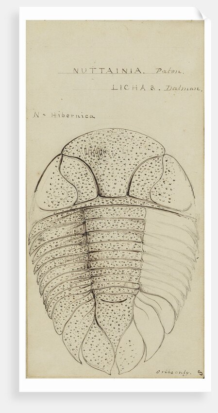 Nuattainia and Lichas, species of trilobite by Henry James