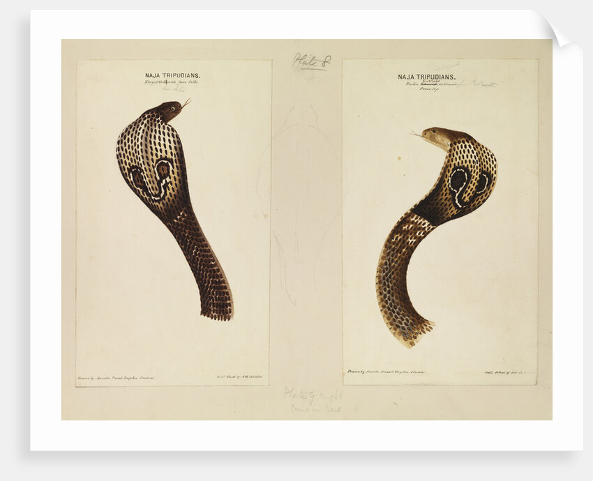 Indian cobra by Annada Prasad Bagchi