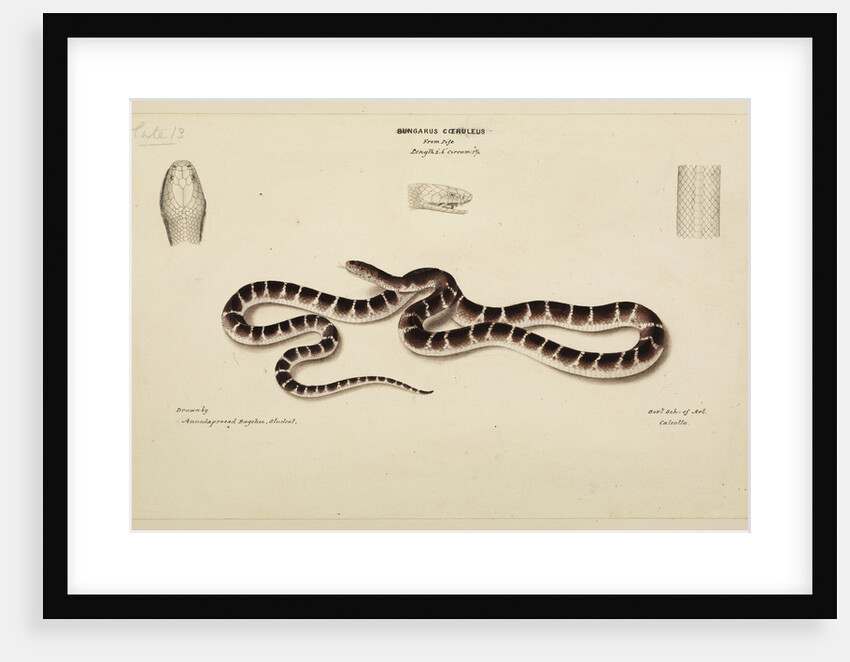 Common krait by Annada Prasad Bagchi