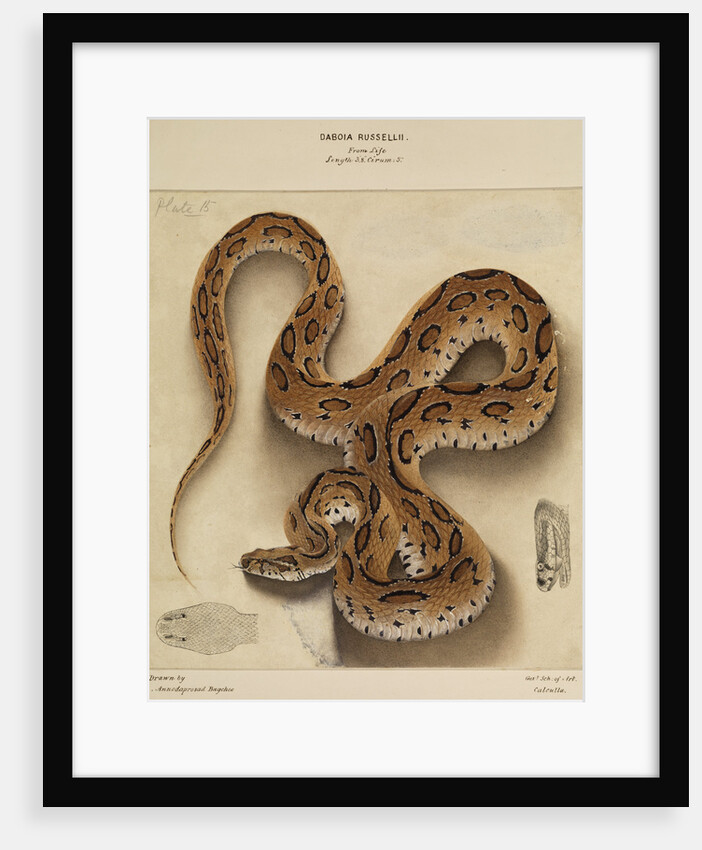 Russell's viper by Annada Prasad Bagchi