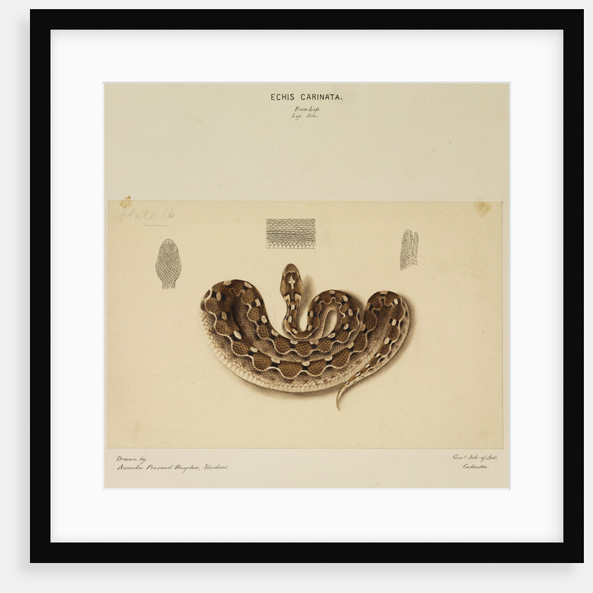 Saw-scaled viper by Annada Prasad Bagchi