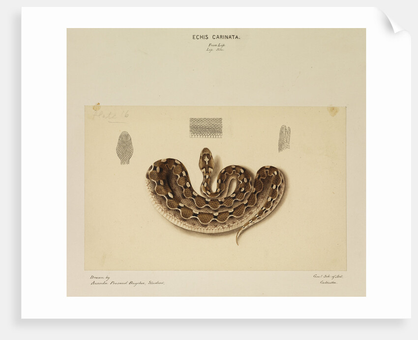 Saw-scaled viper by Annada Prasad Bagchi