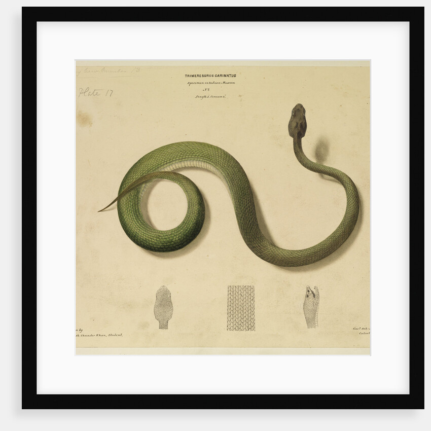 Pit viper[?] by Hurrish Chunder Khan