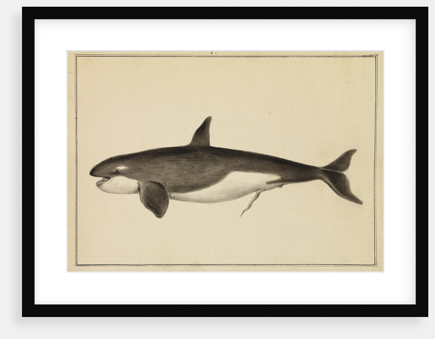 Grampus [Killer whale] by William Bell