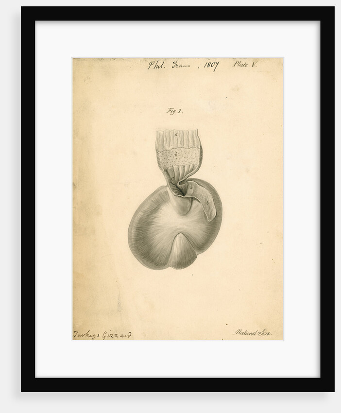 'Turkey's gizzard' by William Clift