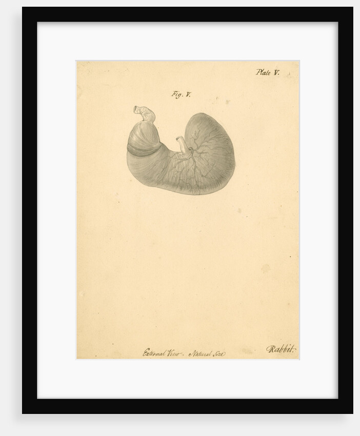 'External view...rabbit' by William Clift