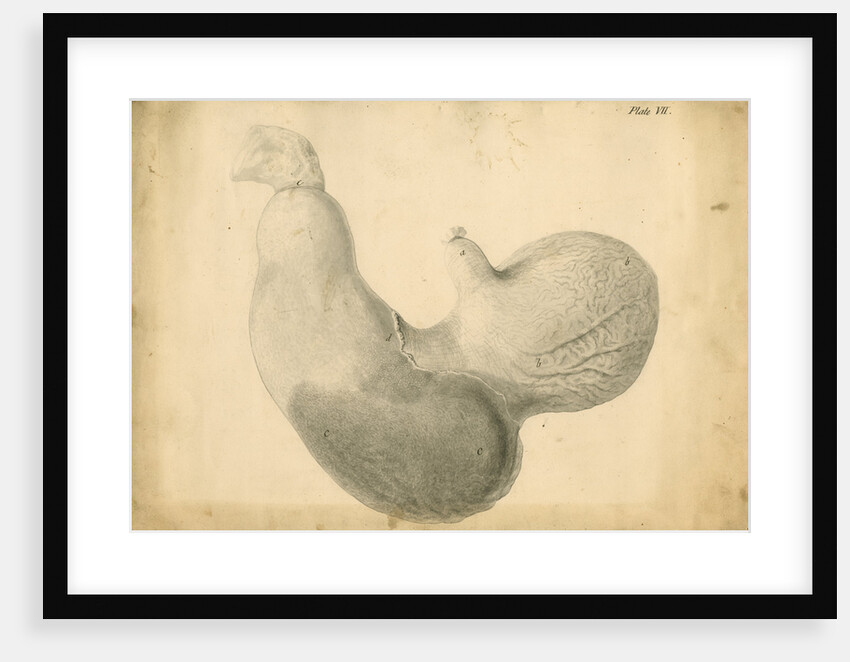 'Ass's stomach inverted' by William Clift