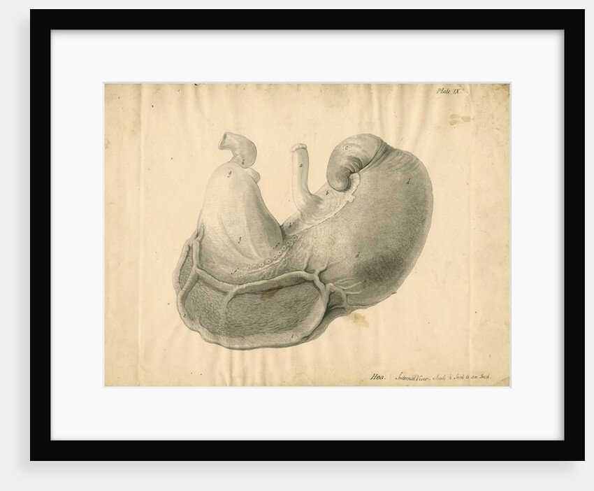 'Hog. Internal view' by William Clift