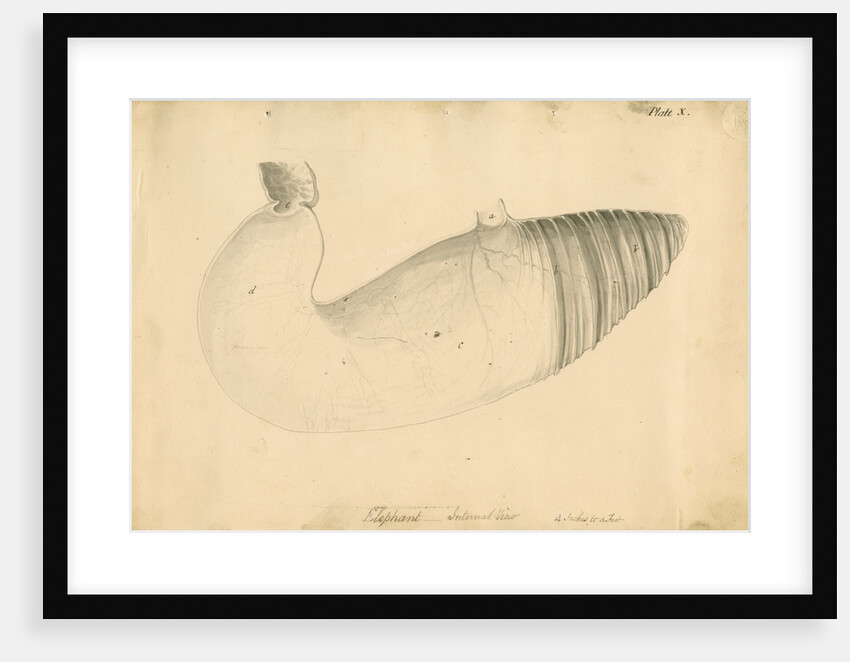 'Elephant. Internal view' by William Clift